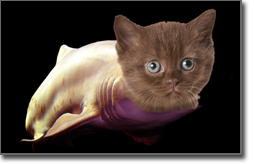 Pictured: a dangerous sea kitten (artist's conception)